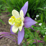 Image of a a purple and yellow columbine, Colorado's state flower