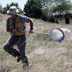 Image of entomology student netting for insects