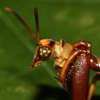 Image of mantispid insect