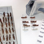 Image of barcode machine and pinned grasshopper specimens