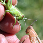 Image of two hands holding up two grasshoppers, one green and one brown