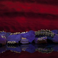 Image of fossil mammal jaws. The bone fluoresces purple under UV light