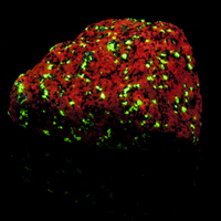 Image of rock fluorescing red with green flecks under UV light