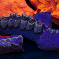 Closeup image of fossil mammal jaws. The bone fluoresces purple under UV light