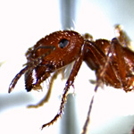 Closeup image of harvester ant specimen
