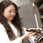 Thumbnail image of vertebrate collections manager Mariko Kageyama holding a skunk specimen