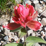 Image of a Indian paintbrush flower
