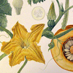 Image of botanical illustration of pumpkin