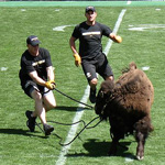 Image of CU mascot, Ralphie the bison, at a football game