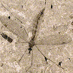 Image of fossil cranefly from Florissant