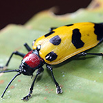 Image of tropical beetle from Costa Rica. It has a yellow body with black spots and a red head
