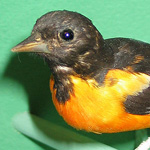 Thumbnail image of a mounted specimen of an oriole bird