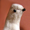 Image of ptarmigan bird