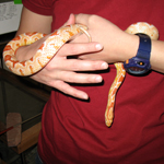 Image of MFS student holding corn snake