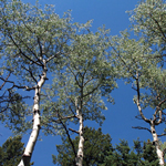 Image of aspen trees