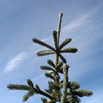 Image of a spruce