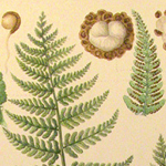 Detail of botanical art of fern by Ida Pemberton