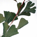 Ginkgo herbarium sheet