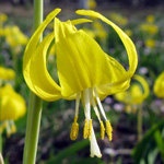 Image of glacier lily