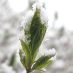 Image of leaf bud covered with snow