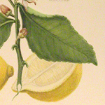 Detail of Pemberton botanical illustration of lemon