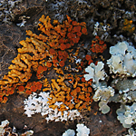 Image of lichen