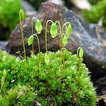 Image of moss capsules
