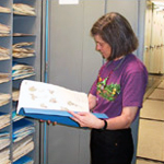 Image of collection manager Nan Lederer looking at a specimen folder