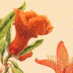 Detail of Ida Pemberton illustration of a pomegranate