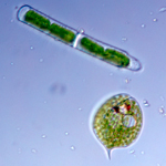 Thumbnail image of diatoms