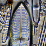 Thumbnail image of a diatom