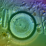 Thumbnail image of diatom