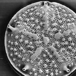 Thumbnail image of scanning electron micrograph of diatom