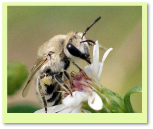 Photograph of Colletes sp.