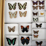 Image of specimen drawers full of butterflies