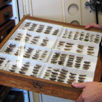 Image of someone holding a specimen drawer full of grasshoppers