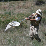Image of entomology student netting grasshoppers in the field