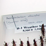 Image of pinned grasshopper specimens