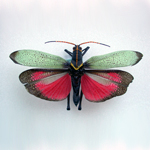 Image of pinned grasshopper specimen