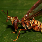 Image of a mantispid insect on a leaf