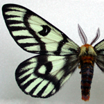 Image of a pinned moth specimen