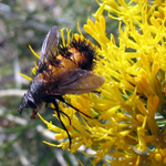 Image of tachinid fly pollinating a rabbitbrush plant
