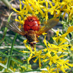 Image of tachinid fly pollinating a rabbitbrush plant