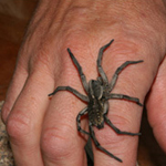 Image of wolf spider crawling on hand