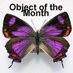 Teaser image for Object of the Month