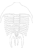 trilobite