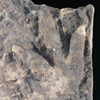 Thumbnail image of theropod track