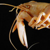 Thumbnail image of crayfish