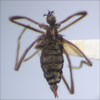 Thumbnail image of snow fly