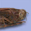 Thumbnail image of grasshoppper